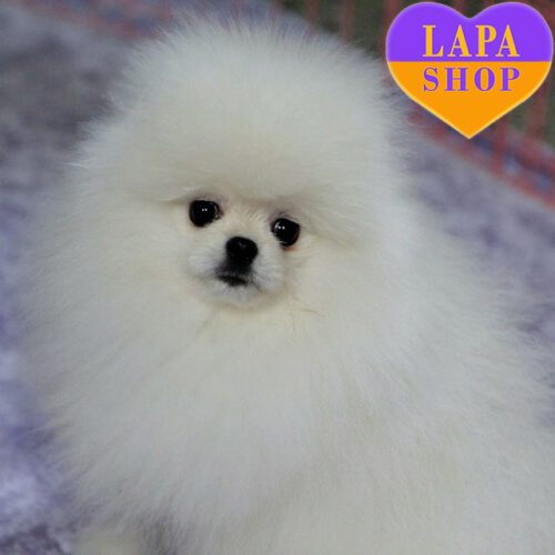 White Handsome Boy Pomeranian Spitz