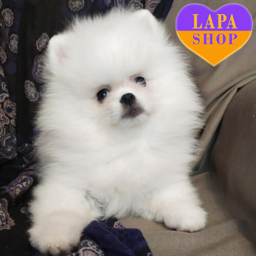 Белый мальчик породы померанский шпиц