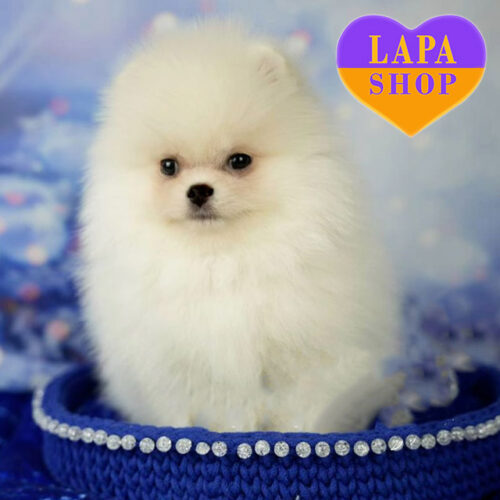 Gentleman White Pomeranian Spitz
