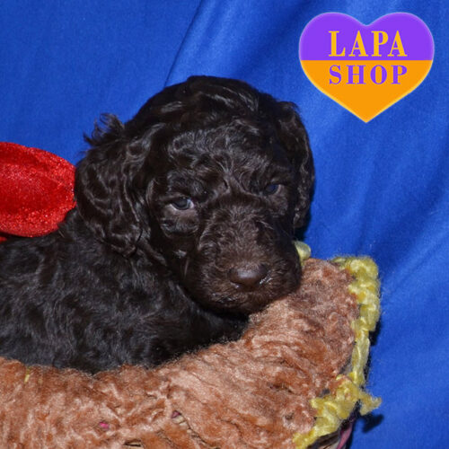 Коричневая девочка породы королевский пудель