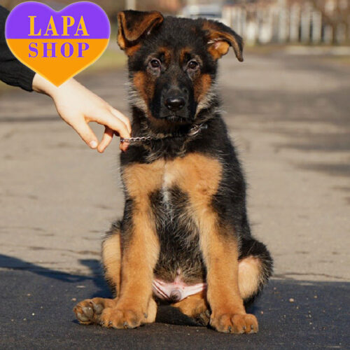 Quattro – красивый мальчик породы немецкая овчарка стандарт