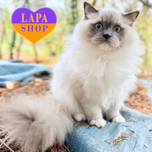 Amethyst — роскошный котик породы рэгдолл с прекрасными породными данными и ласковым характером