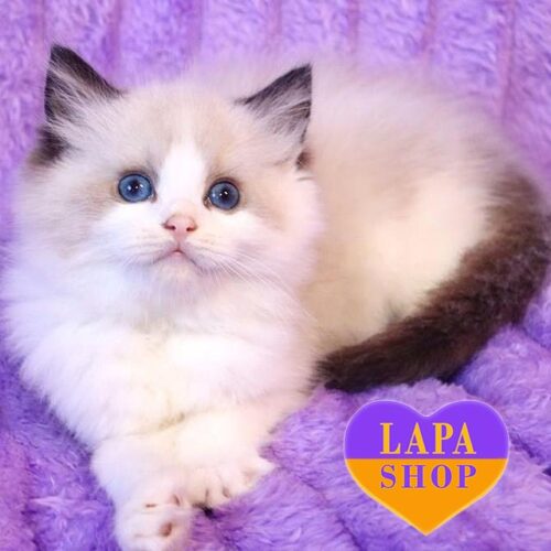 Baton is a Handsome Ragdoll Kitten in a Soft Fur Coat