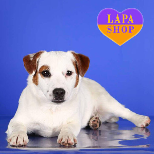 Девочка породы джек-рассел-терьер Raida