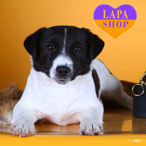 Бело-черный мальчик породы джек-рассел-терьер Richard