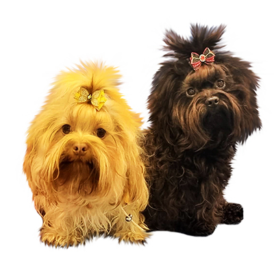 Російська кольорова болонка