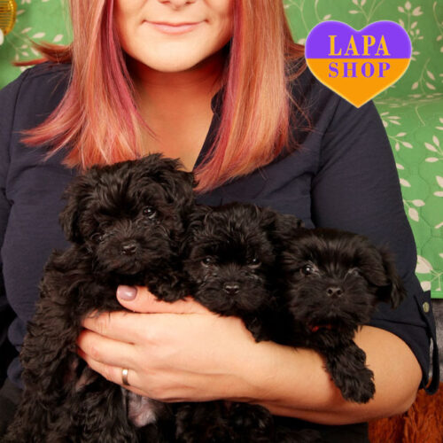 Очаровательные щенки породы русская цветная болонка