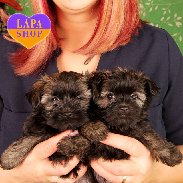 Russian-color-bichon-03