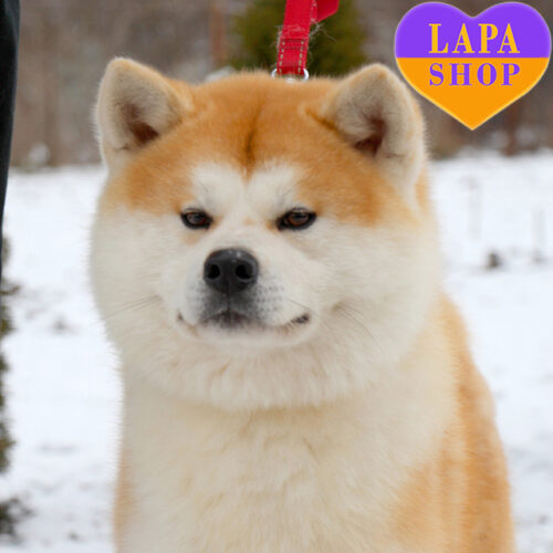 Charming Akita Inu Puppy Saimon