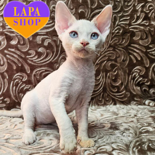 Sam – очаровательный мальчик породы девон-рекс