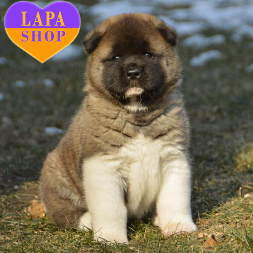 Savanna — рудо-біла дівчинка породи американська акіта