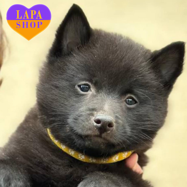 Schipperke-01