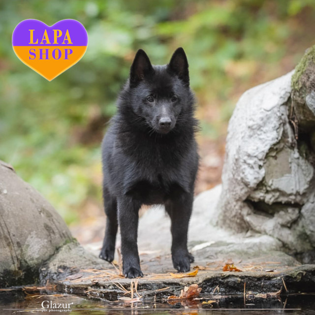 Schipperke-01