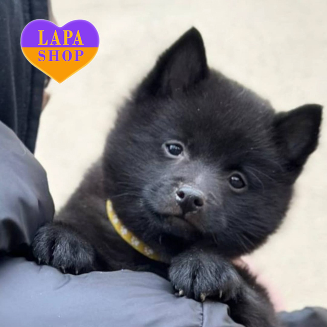 Schipperke-02