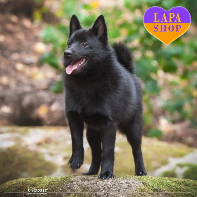 Schipperke-02