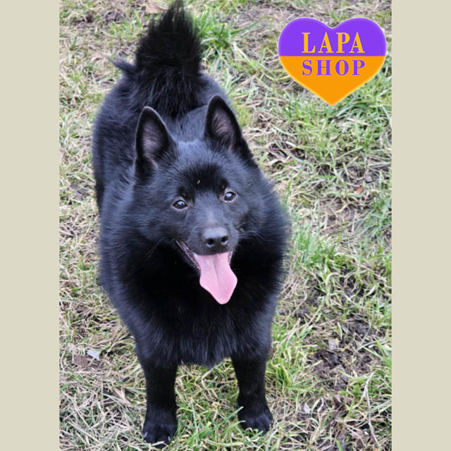 Schipperke-03