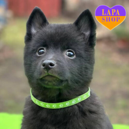 Чорна дівчинка породи шипперке чекає на свою родину