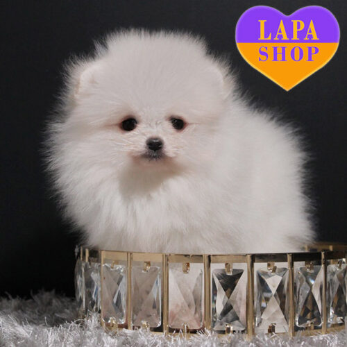 Sebastian — White Boy of Pomeranian Breed