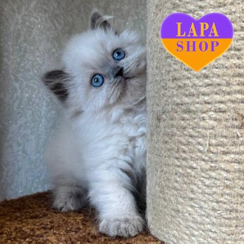 Wendy — шотландская длинношерстная красавица нежного окраса