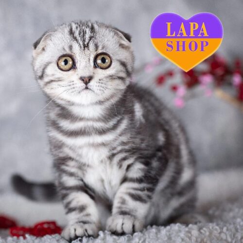 Indigo — вислоухий шотландский котенок в роскошной серебристо-мраморной шубке