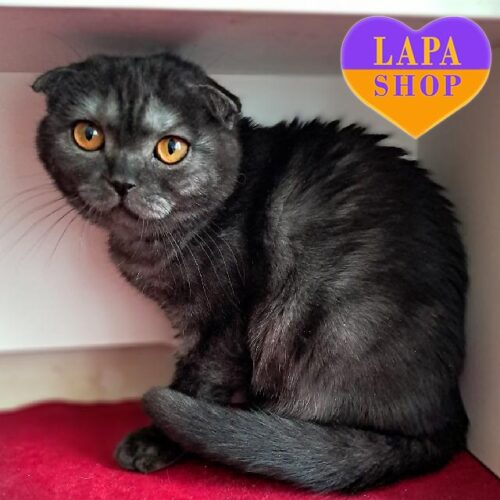 Scottish Fold Kitty in a Luxurious Smoke Fur Coat Mariella