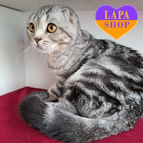 Вислоухая шотландская кошечка в серебристо-мраморной шубке Моника