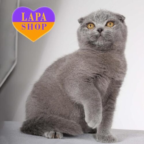 Вислоухая шотландская красавица Shany