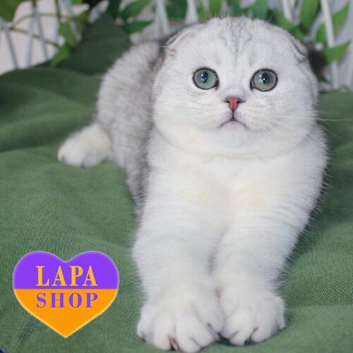 Висловухий шотландський красунчик сріблястого забарвлення Yasha