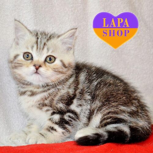 Миле шотландське кошеня мармурово-сріблястого забарвлення Фантик