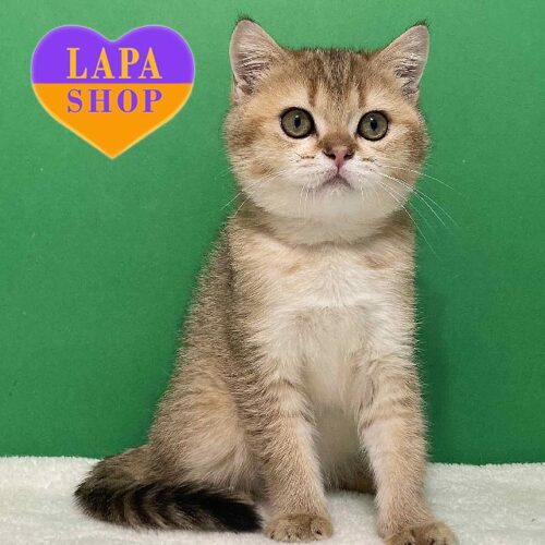 Fox is a Charming Scottish Kitten Who loves to Sleep on Laps