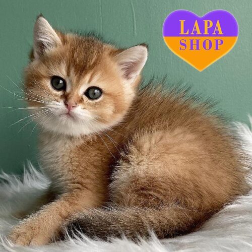 Laxik is a Charming Scottish Kitten in a Golden Fur Coat