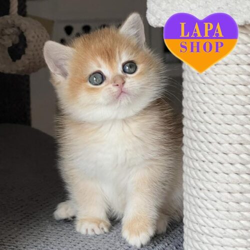 Samanta – очаровательная шотландская кошечка в роскошной золотой шубке