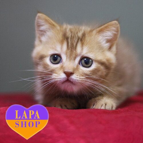 Uno — чарівне шотландське кошеня забарвленням цинамон табі