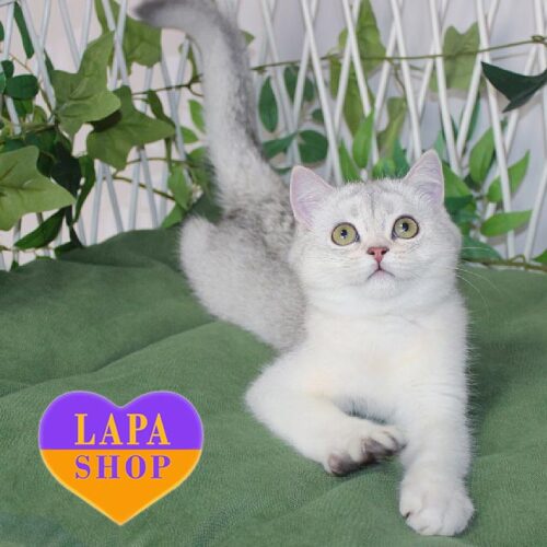 Елегантна шотландська кішечка в розкішній сріблястій шубці Yashma