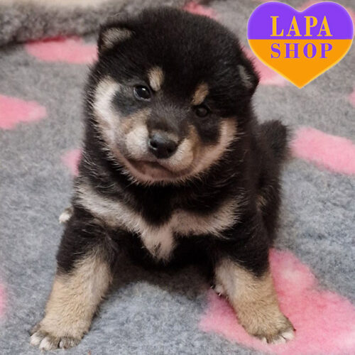 Невероятный красавец породы шиба-ину черного окраса