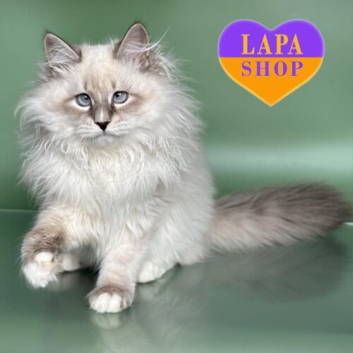 Charming Neva Masquerade Cat in a Luxurious Fur Coat Obi-Wan — He is Your Future Favorite