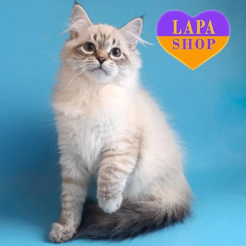 Милый сибирский котенок с изысканным окрасом Unique — ваш будущий любимец