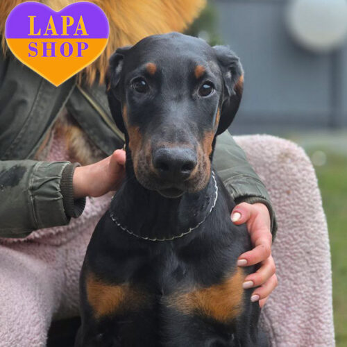 Sicily Beauty — девочка породы доберман черной окраски