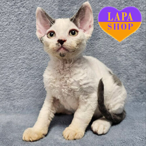 Simon – милый мальчик породы девон-рекс