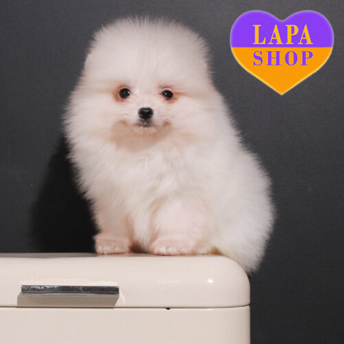 Sofia — Creamy Beauty Girl of Pomeranian Breed