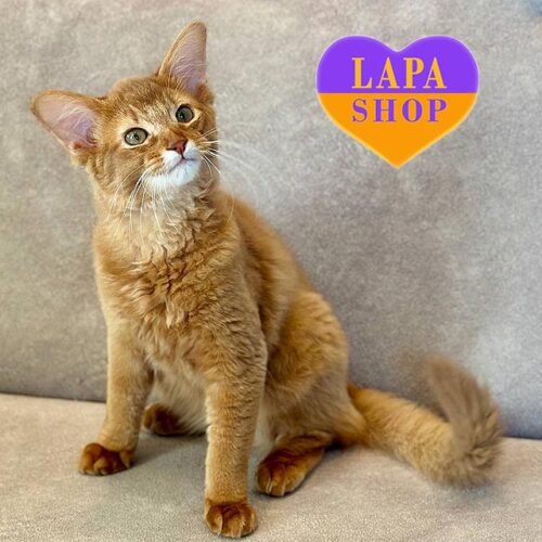 Мила кішечка породи сомалі вишуканого забарвлення сорель Patrice