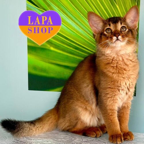 Елегантна кішечка породи сомалі Qana