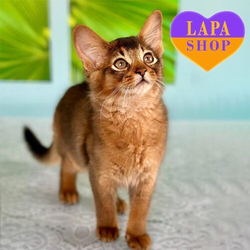 Quantum — красунчик породи сомалі дикого забарвлення