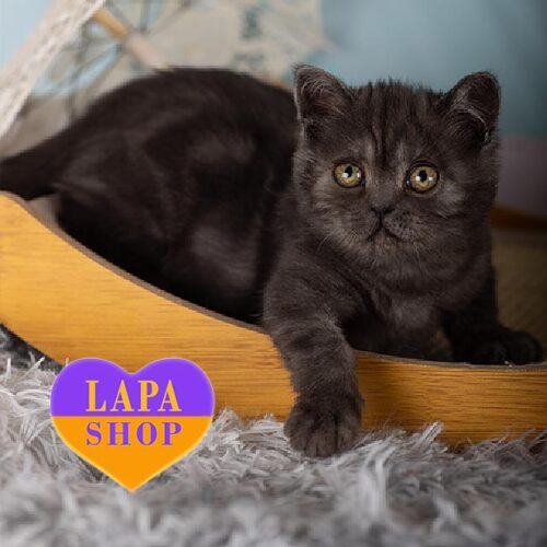 Изящная шотландская кошечка в роскошной дымной шубке Enigma