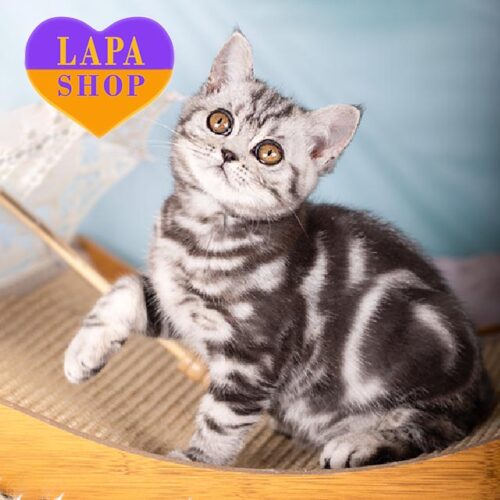 Шотландский серебристо-мраморный красавчик Ice Cream