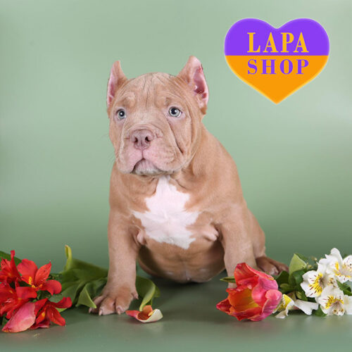 Cute Red American Bully Stitch