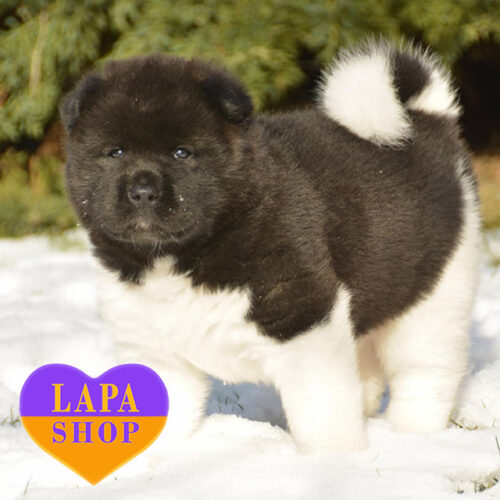 Sweet — сіро-біла леді породи американська акіта