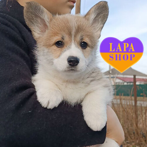 Мила дівчинка з ніжним рудо-білим забарвленням породи вельш коргі пемброк Tabata la Vita al Ritmo