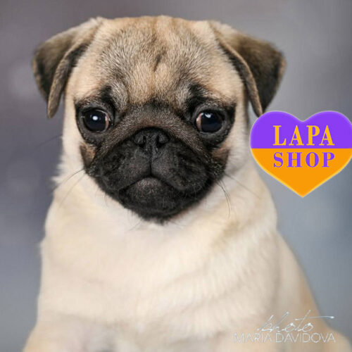 Гарна дівчинка породи мопс Taffi