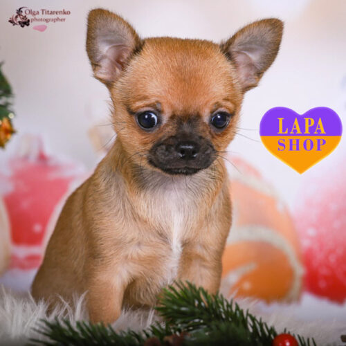 Чарівний красень породи чихуахуа Taiger